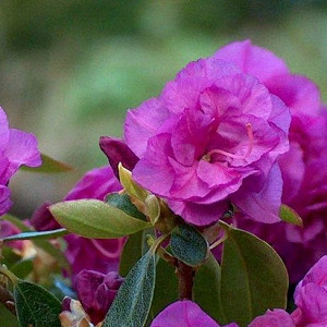 Rhododendron 'April Rose', 'April Rose' Rhododendron, Early Season Rhododendron, Purple Azalea, Purple Rhododendron, Purple Flowering Shrub, Evergreen Rhododendron